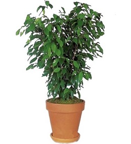 BENJAMİN ( FİKOS )